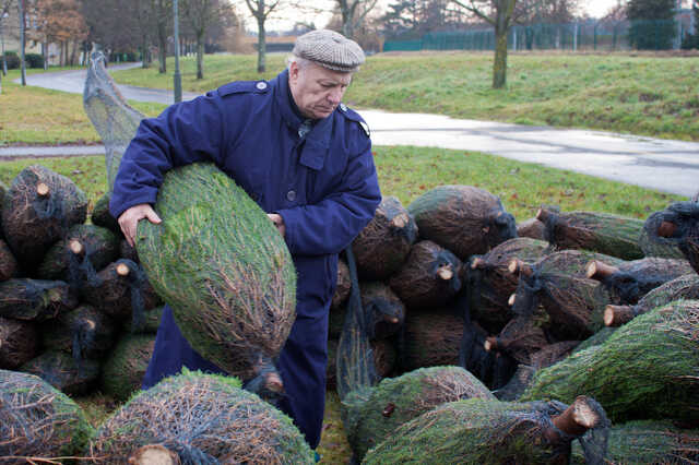 Karácsonyfaosztás